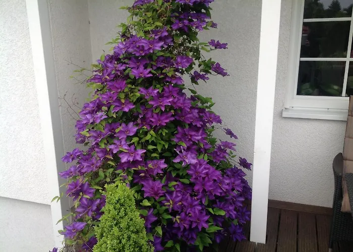 Ferienapartment Vier Pfoten in Korbach